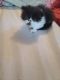 Persian Cats for sale in Lynn, MA 01905, USA. price: $1,200