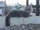 Persian Cats for sale in Indore, Madhya Pradesh, India. price: 6000 INR