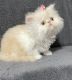 Persian Cats for sale in Nampa, ID 83651, USA. price: NA
