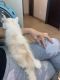 Persian Cats for sale in Las Vegas, NV, USA. price: $900