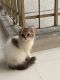 Persian Cats for sale in Sector 78, Noida, Uttar Pradesh, India. price: 6500 INR