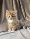 Persian Cats for sale in Auburn, WA, USA. price: NA