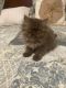 Persian Cats for sale in Fresno, CA, USA. price: NA
