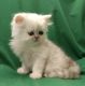 Persian Cats for sale in Indianapolis, IN, USA. price: $1,200