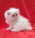Persian Cats for sale in Indianapolis, IN, USA. price: $600