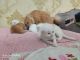 Persian Cats for sale in Agra, Uttar Pradesh, India. price: 10000 INR