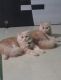 Persian Cats for sale in Khalapur, Maharashtra 410202, India. price: 15000 INR