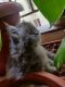 Persian Cats for sale in Pune, Maharashtra, India. price: 15000 INR