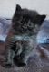 Persian Cats for sale in Buffalo, NY, USA. price: $425