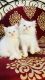 Persian Cats for sale in Lonavla, Maharashtra, India. price: 12000 INR
