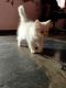 Persian Cats for sale in Palus, Maharashtra 416310, India. price: 5500 INR