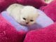 Persian Cats for sale in Concord, NC, USA. price: $2,200