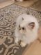 Persian Cats for sale in Spring, TX 77373, USA. price: NA