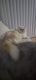 Persian Cats for sale in Apopka, FL, USA. price: NA
