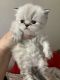 Persian Cats for sale in Knoxville, TN, USA. price: $750