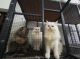 Persian Cats for sale in Palakkad Junction FOB, Olavakode, Palakkad, Kerala 678002, India. price: 26000 INR