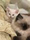 Persian Cats for sale in Marietta, GA, USA. price: $300