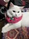 Persian Cats for sale in Sector 26, Noida, Uttar Pradesh 201301, India. price: 12 INR