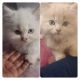 Persian Cats for sale in Pune, Maharashtra, India. price: 25000 INR