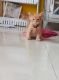 Persian Cats for sale in Lucknow, Uttar Pradesh, India. price: 12000 INR
