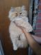 Persian Cats for sale in Walhonding, OH 43843, USA. price: NA