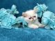 Persian Cats for sale in Cedar Grove, NJ 07009, USA. price: $3,000
