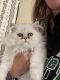 Persian Cats for sale in Spartanburg, SC, USA. price: $575