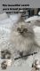 Persian Cats for sale in Northern California, CA, USA. price: NA