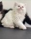 Persian Cats for sale in North Port, FL, USA. price: NA