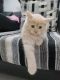 Persian Cats for sale in Pune, Maharashtra, India. price: NA
