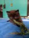 Persian Cats for sale in Patna, Bihar, India. price: 10000 INR