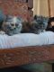 Persian Cats for sale in Aligarh, Uttar Pradesh 202001, India. price: 15000 INR