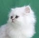 Persian Cats for sale in Indianapolis, IN, USA. price: $1,000