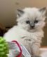 Persian Cats for sale in S Carolina St, Avon Park, FL 33825, USA. price: NA