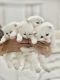 Persian Cats for sale in Arlington, TX 76012, USA. price: NA