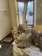 Persian Cats for sale in Portland, OR, USA. price: $3,800