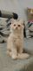 Persian Cats for sale in Runwal Seagull, Near Ganga Village, RUNWAL SEAGULL, Survey No. 72 (Part), Handewadi Rd, Satar Nagar, Hadapsar, Pune, Maharashtra 411028, India. price: 9000 INR