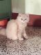 Persian Cats for sale in Thrissur, Kerala, India. price: 10000 INR