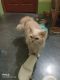 Persian Cats for sale in Kolkata, West Bengal, India. price: 10000 INR