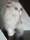 Persian Cats for sale in Concord, NC, USA. price: $1,500