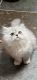 Persian Cats for sale in Portland, OR, USA. price: $2,800