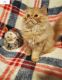 Persian Cats for sale in Mishawaka, IN, USA. price: $1,500