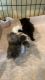 Persian Cats for sale in Greencastle, IN 46135, USA. price: $600