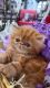 Persian Cats for sale in San Diego, CA, USA. price: $850