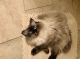 Persian Cats for sale in Princeton, TX 75407, USA. price: NA