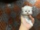 Persian Cats for sale in Lincolnwood, IL 60712, USA. price: $1,200