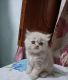 Persian Cats for sale in Haldwani, Uttarakhand 263139, India. price: 10000 INR
