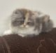 Persian Cats for sale in Bhopal, Madhya Pradesh, India. price: 15000 INR