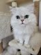Persian Cats for sale in Islip, NY, USA. price: $2,500