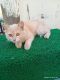 Persian Cats for sale in Parade, Kanpur, Uttar Pradesh 208001, India. price: 12000 INR
